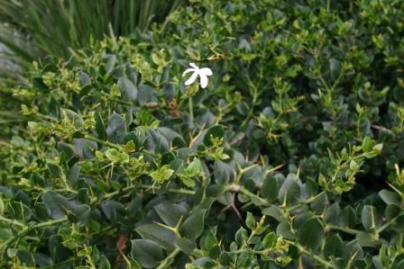 carissa graniflora