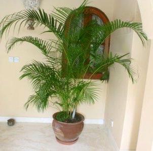 indoor tolerant plants for kenya