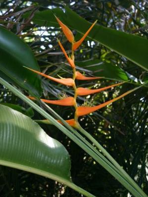 heliconia longiflora