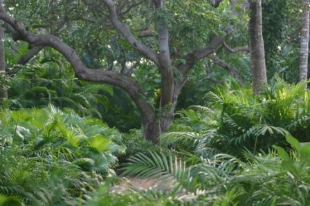 Gedi tropical nursery