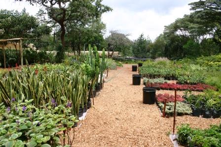 tropical plant nursery kenya