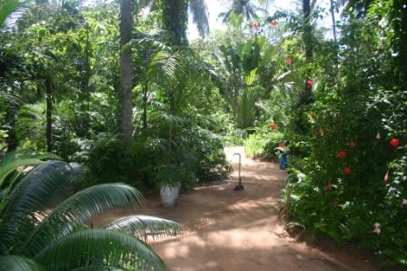 Gedi tropical nursery