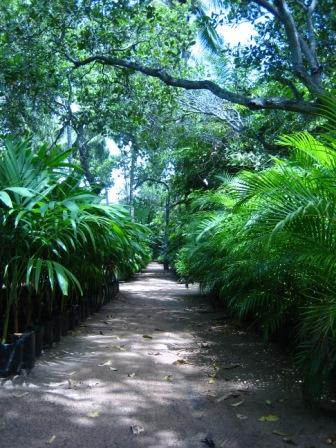 Gedi tropical nursery