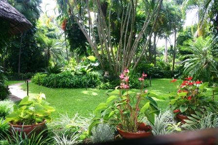 tropical plant nursery malindi kenya